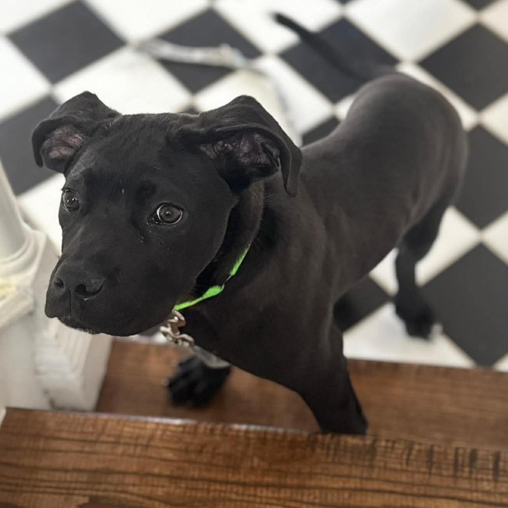 Enlarge Fitz, a Adoptable mixed breed in Long Island City, NY image 1/6