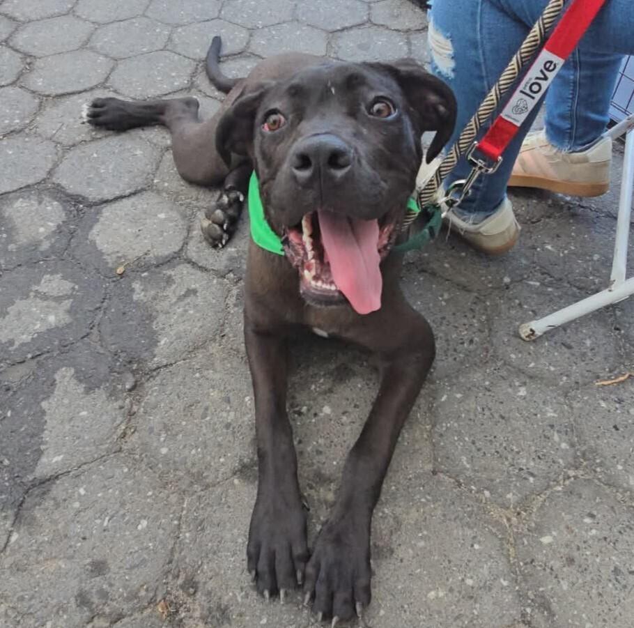 Enlarge Fitz, a Adoptable mixed breed in Long Island City, NY image 2/6