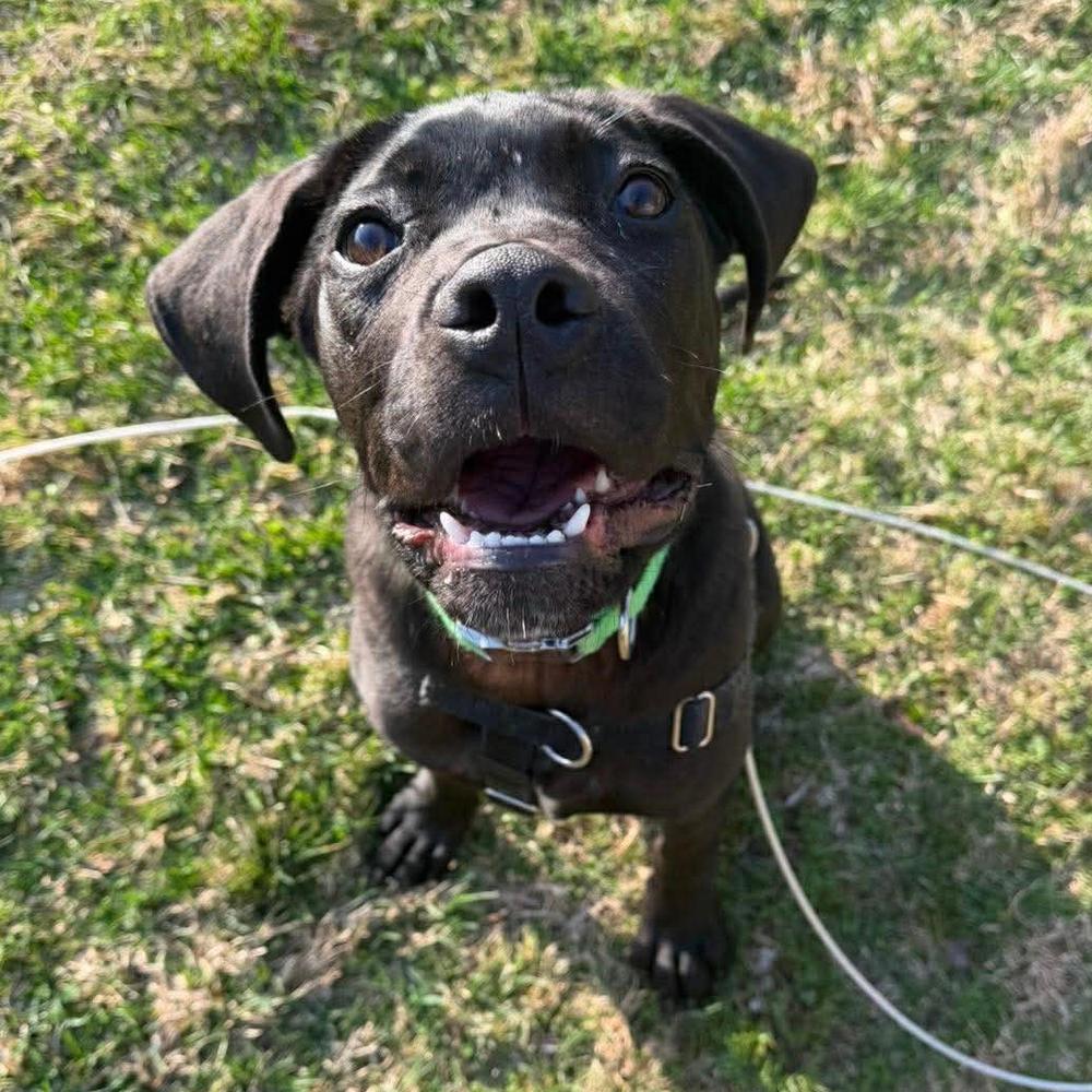 Enlarge Fitz, a Adoptable mixed breed in Long Island City, NY image 3/6