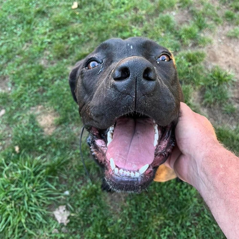 Enlarge Fitz, a Adoptable mixed breed in Long Island City, NY image 5/6