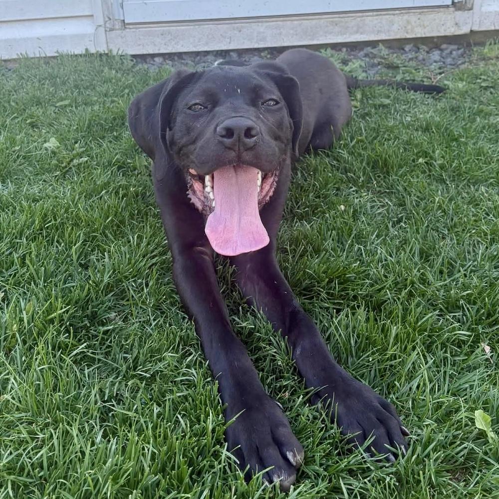 Enlarge Fitz, a Adoptable mixed breed in Long Island City, NY image 6/6