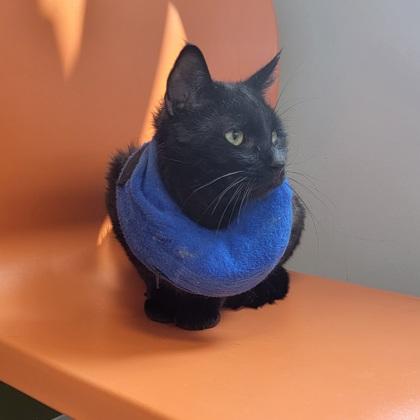 Enlarge Marshall, a Adoptable Domestic Short Hair in Janesville, WI image 1/2