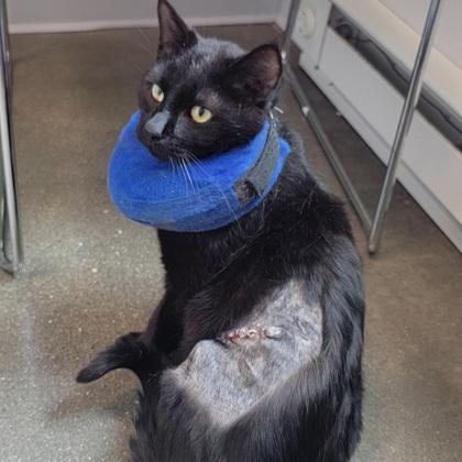 Enlarge Marshall, a Adoptable Domestic Short Hair in Janesville, WI image 2/2