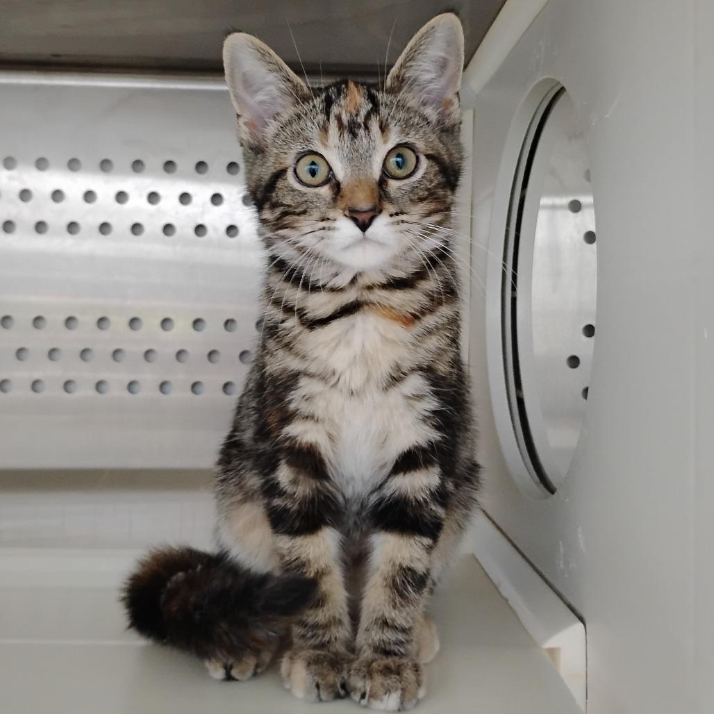 Enlarge Leslie Shay, a Adoptable Domestic Short Hair in Winchester, TN image 1/1