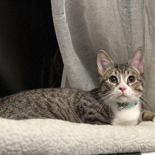 Nick, Adoptable, Kitten Male Tabby & Domestic Short Hair.