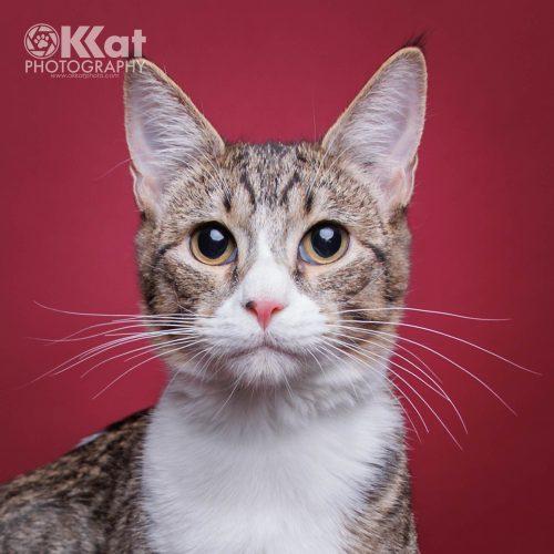 Nick, a Adoptable mixed breed in Edmond, OK image 3/5