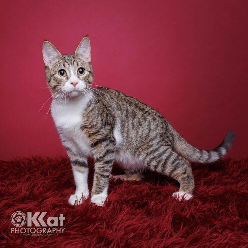 Nick, a Adoptable mixed breed in Edmond, OK image 4/5