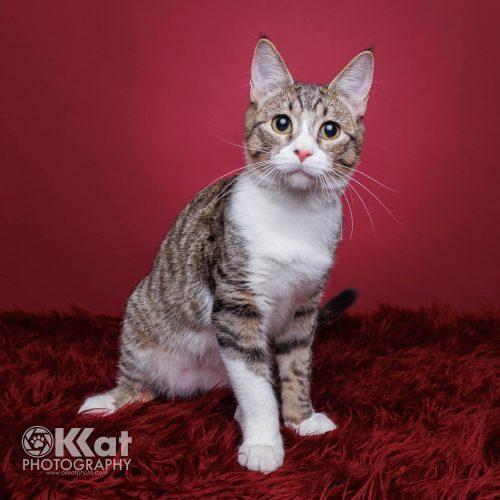 Nick, a Adoptable mixed breed in Edmond, OK image 5/5