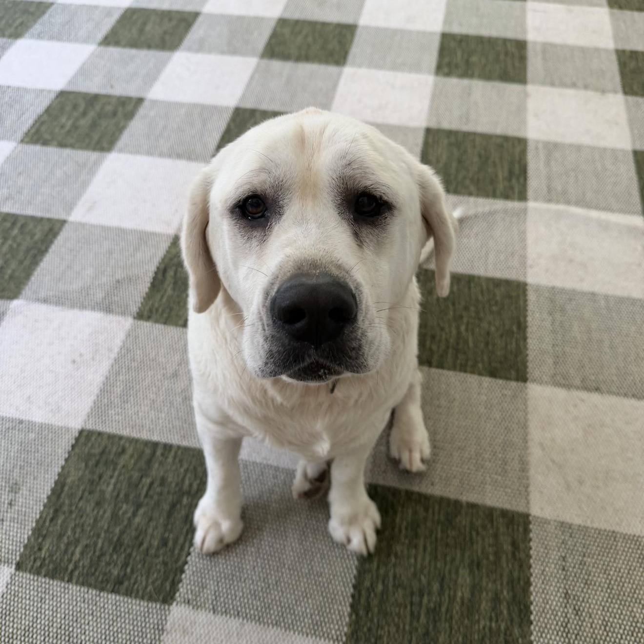 Enlarge Simba, a ADOPTABLE Labrador Retriever in magnolia, TX image 4/6