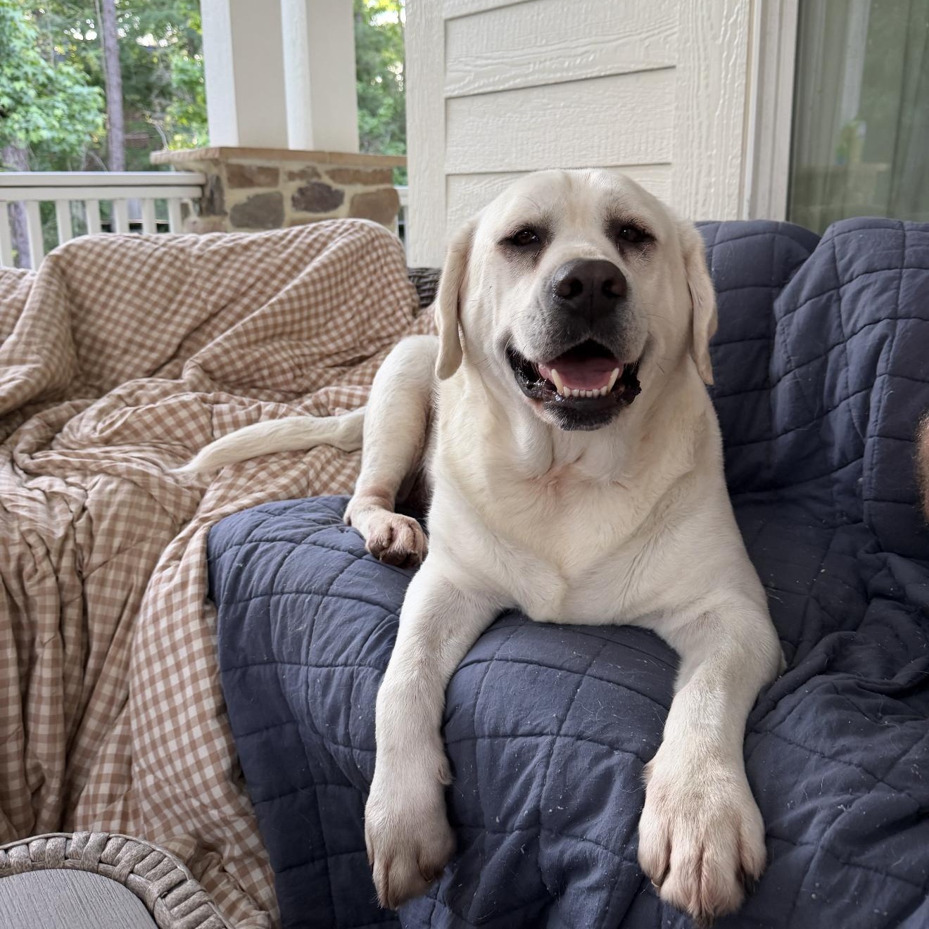 Enlarge Simba, a ADOPTABLE Labrador Retriever in magnolia, TX image 1/6