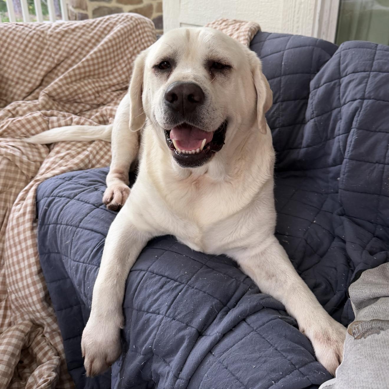 Enlarge Simba, a ADOPTABLE Labrador Retriever in magnolia, TX image 3/6