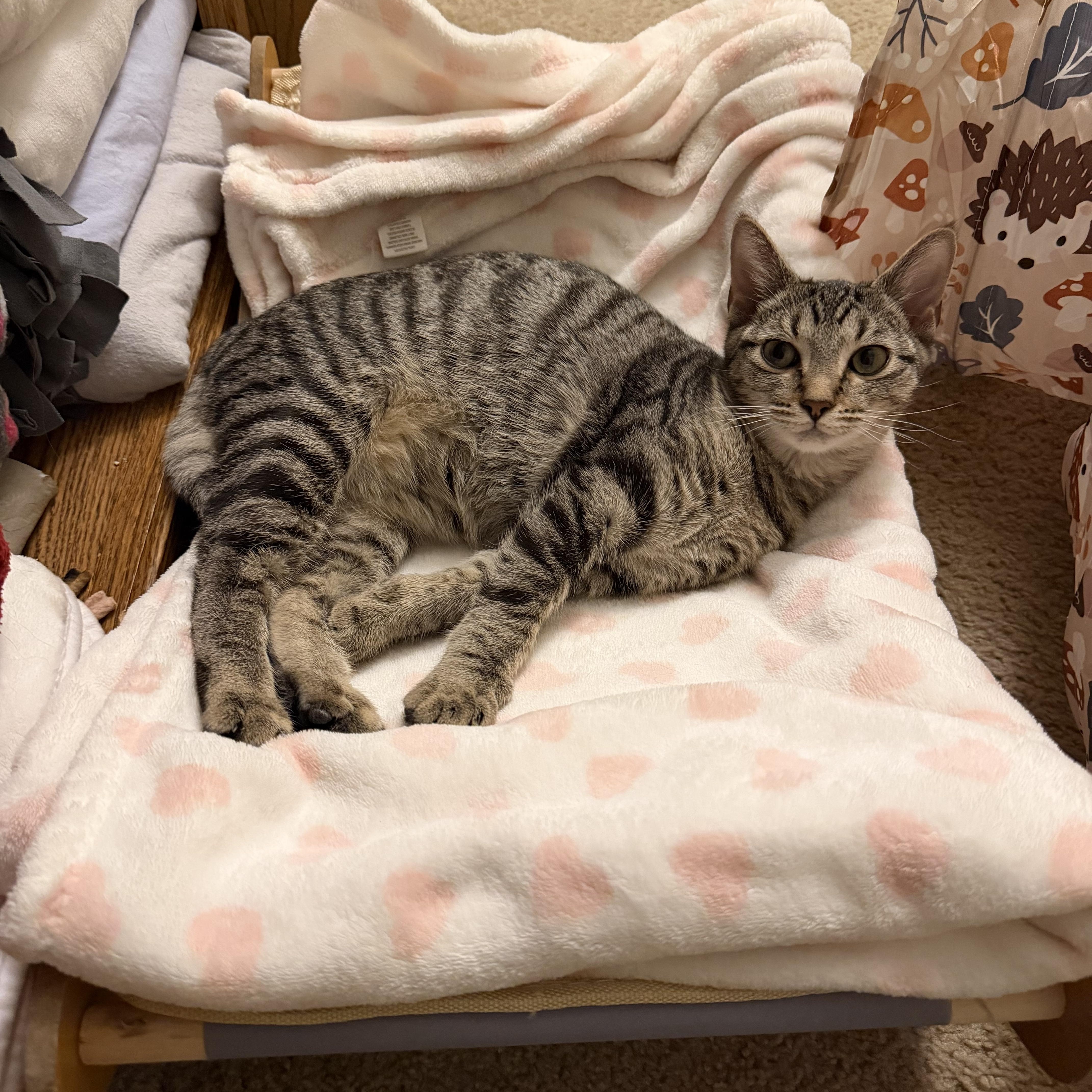 Enlarge Sabrina, a Adoptable Tabby in Wadsworth, IL image 2/4