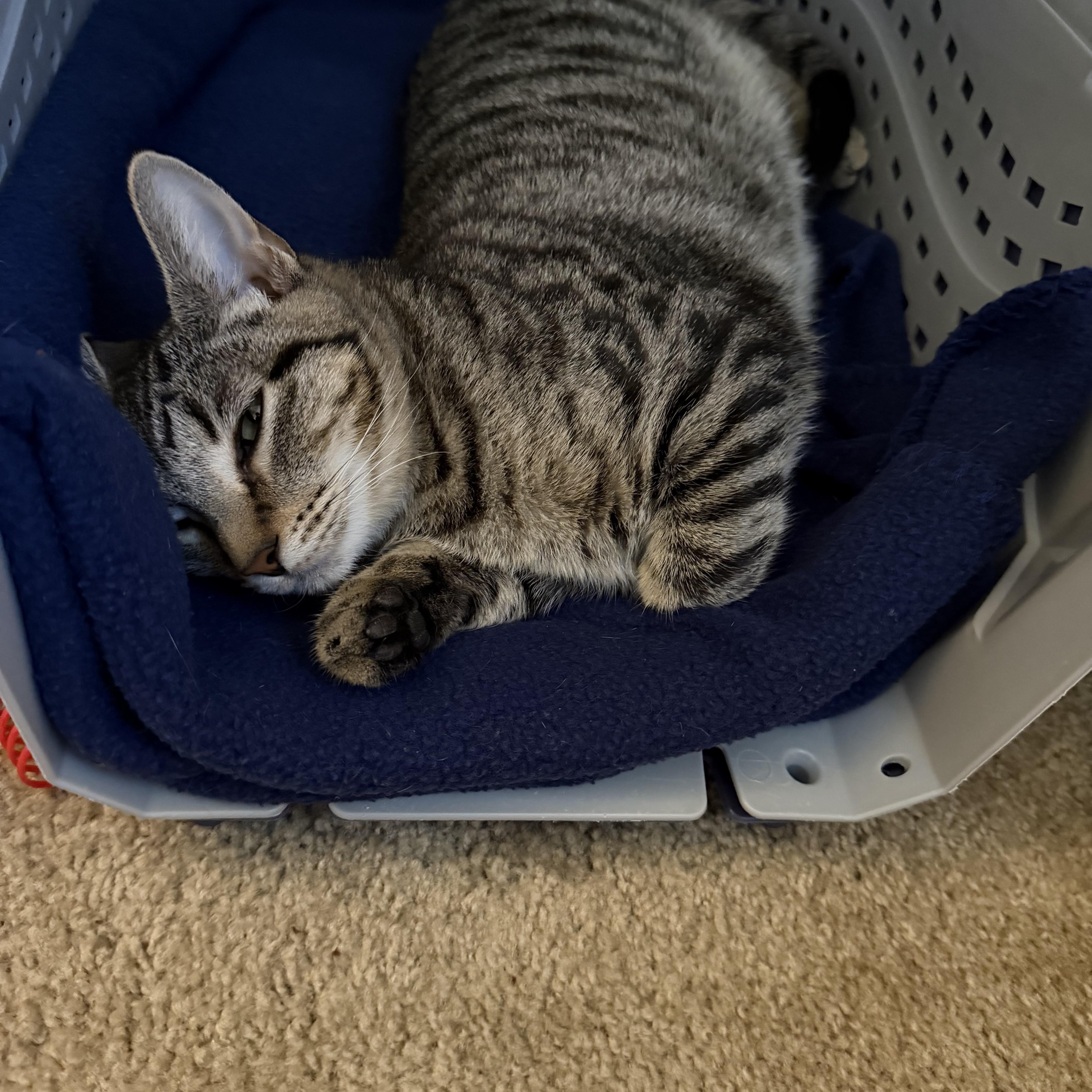 Enlarge Sabrina, a Adoptable Tabby in Wadsworth, IL image 4/4