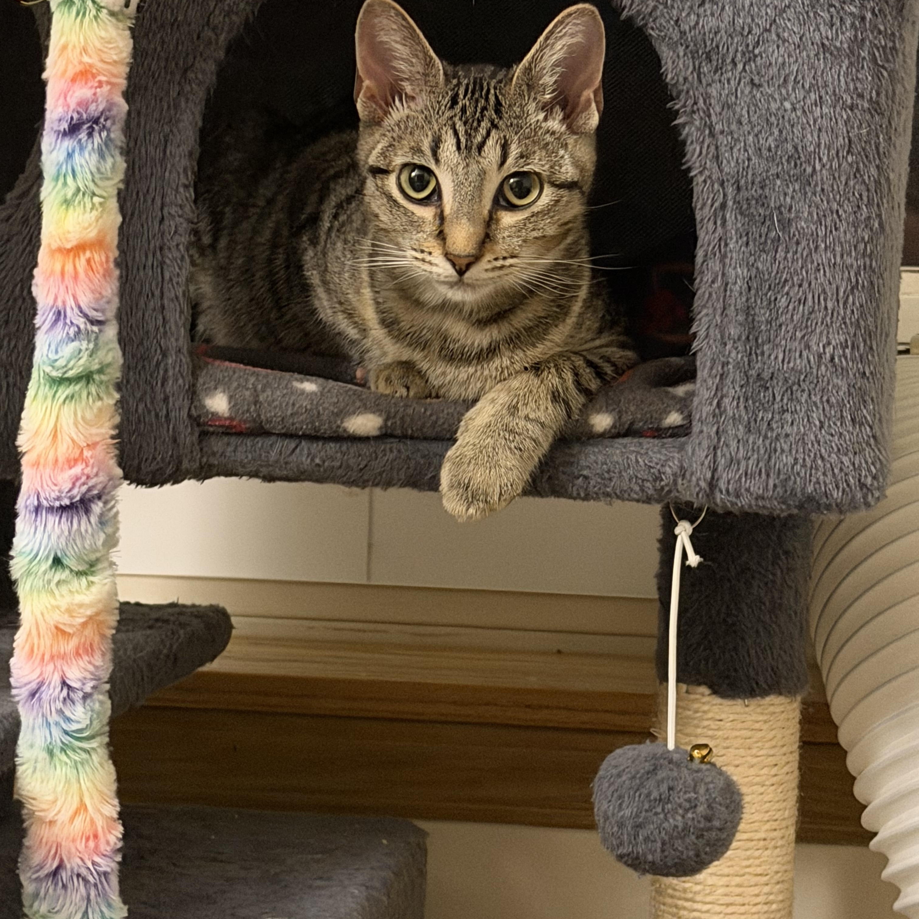 Sabrina, Adoptable, Kitten Female Tabby.