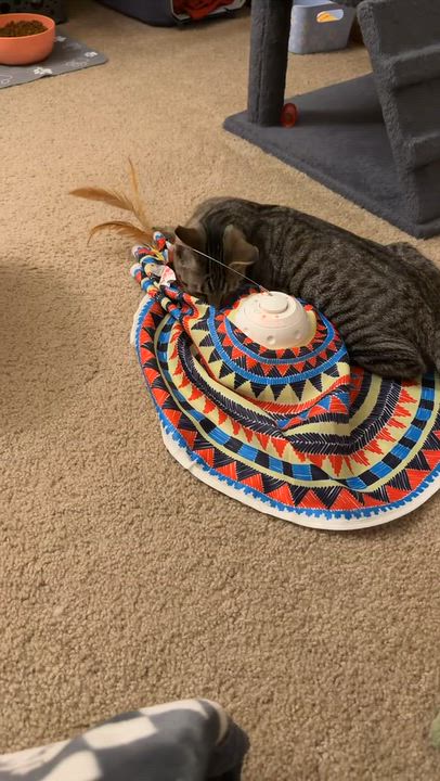 Enlarge Sabrina, a Adoptable Tabby in Wadsworth, IL video 3/4