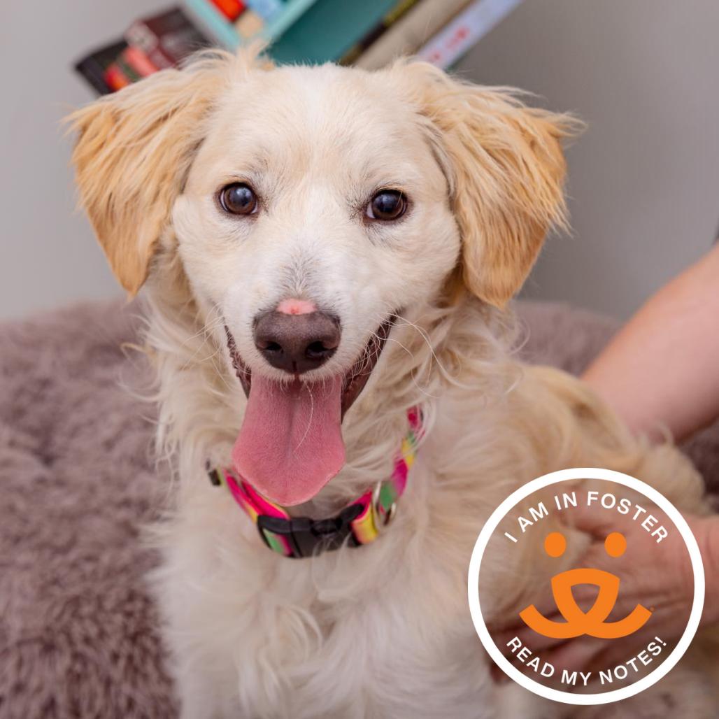 Sesame, Adoptable, Adult Male Spaniel.