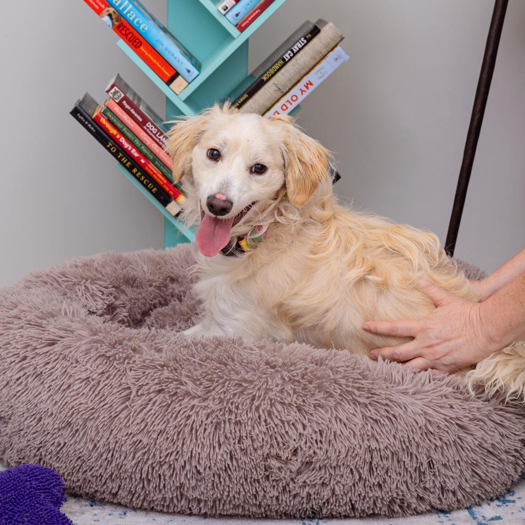 Sesame, Adoptable, Adult Male Spaniel.