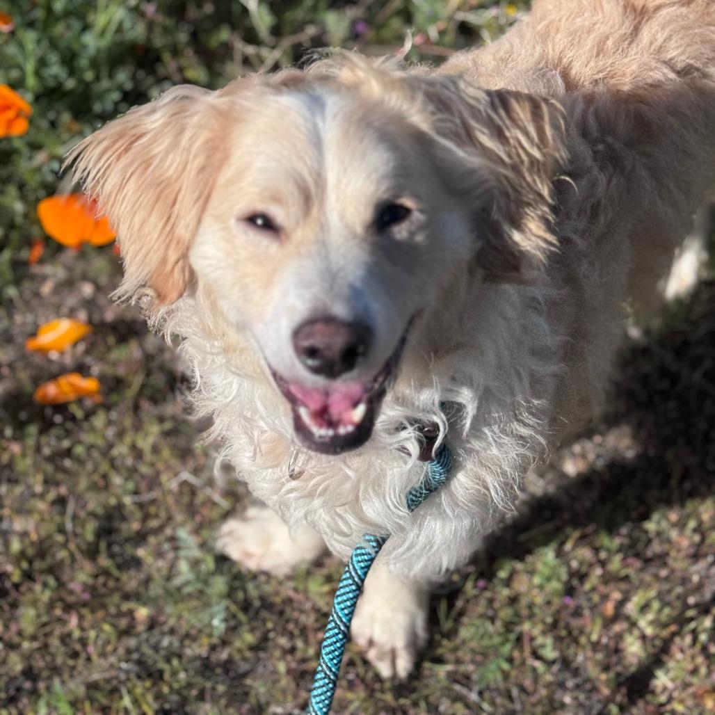 Sesame, a Adoptable mixed breed in Los Angeles, CA image 2/4
