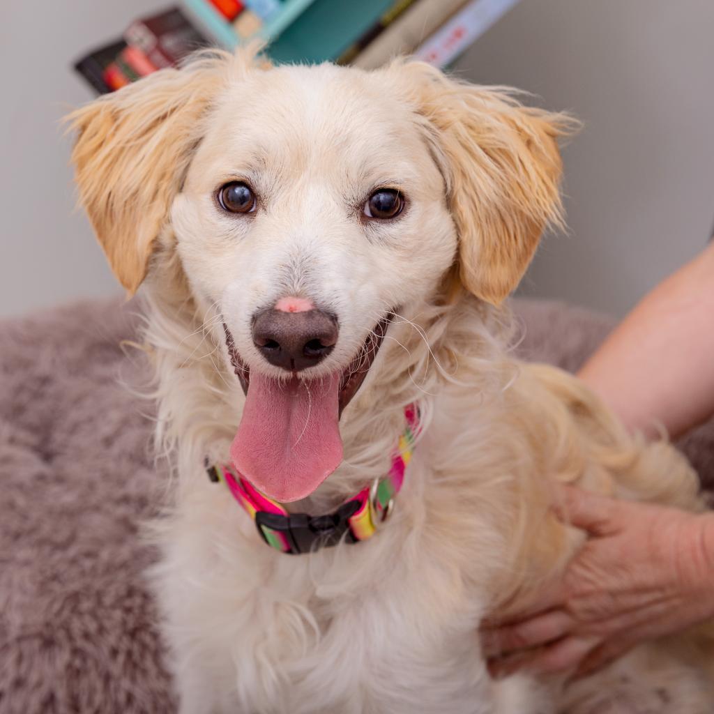 Enlarge Sesame, a Adoptable mixed breed in Los Angeles, CA image 2/2