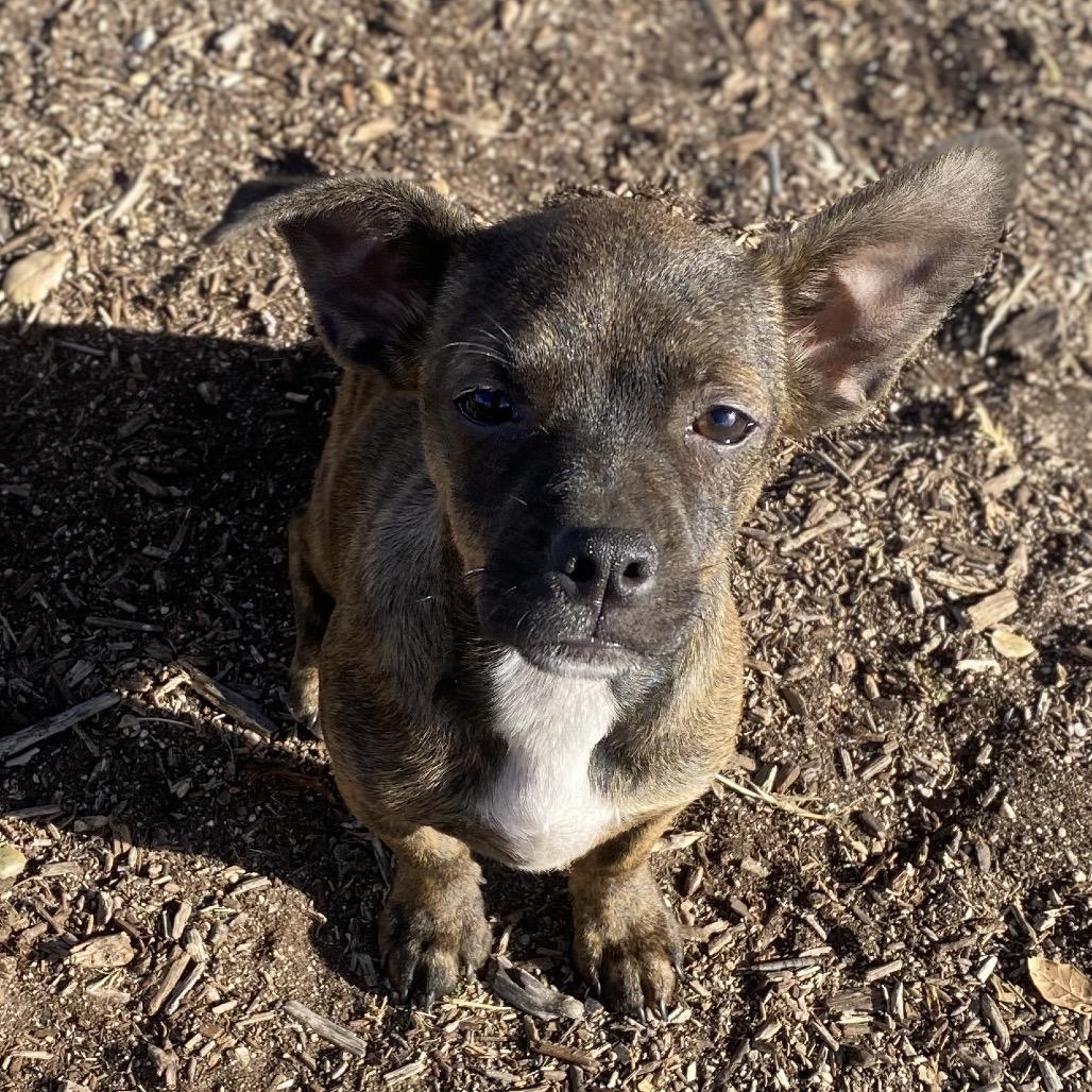 Beyonce, Adoptable, Puppy Female French Bulldog & Chihuahua.
