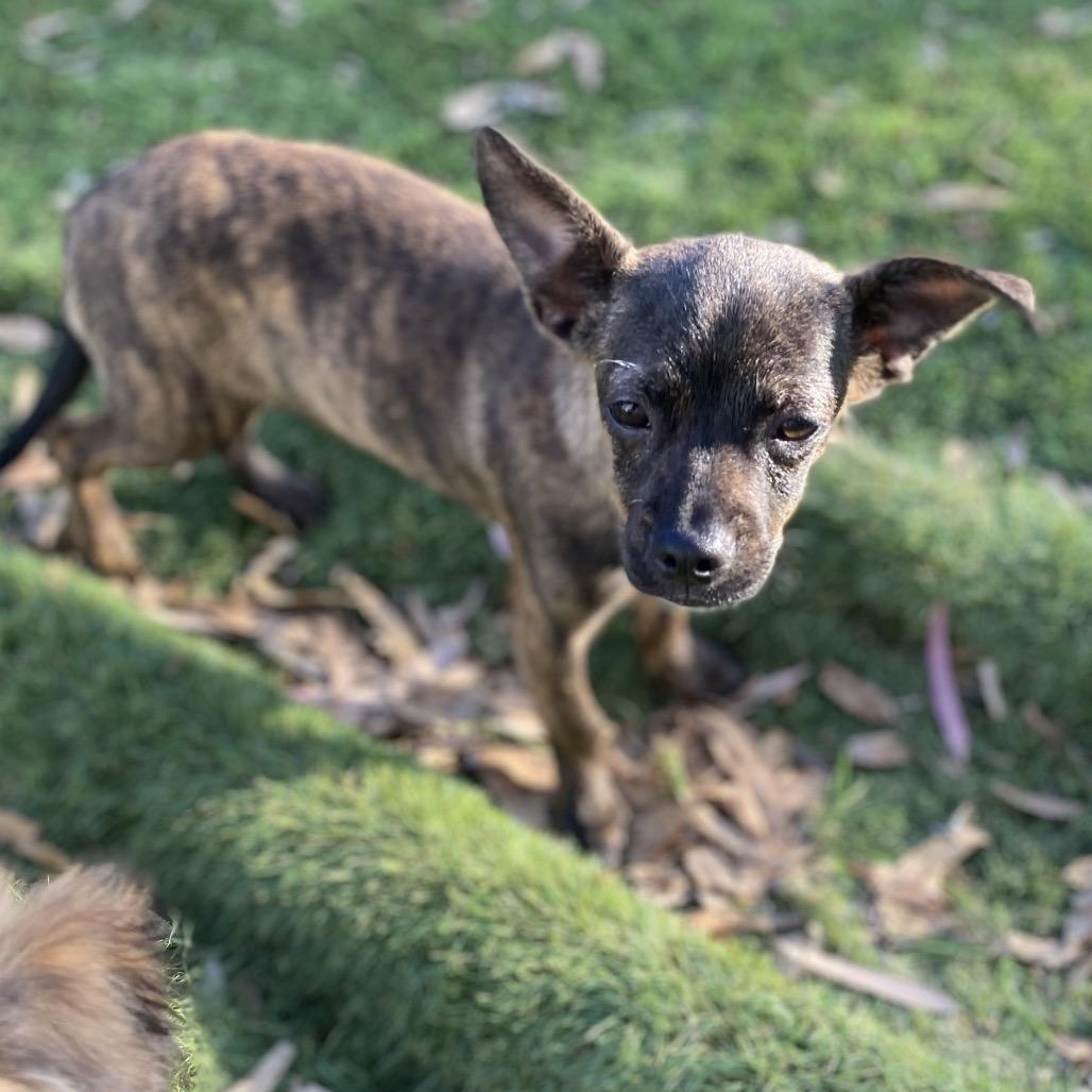 Beyonce, a Adoptable mixed breed in Escondido, CA image 2/6