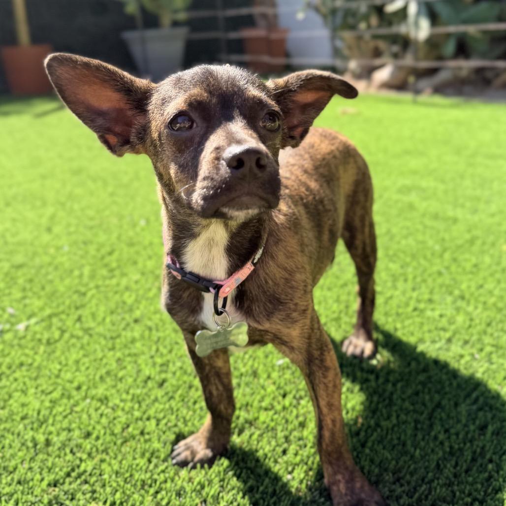 Beyonce, a Adoptable mixed breed in Escondido, CA image 3/6