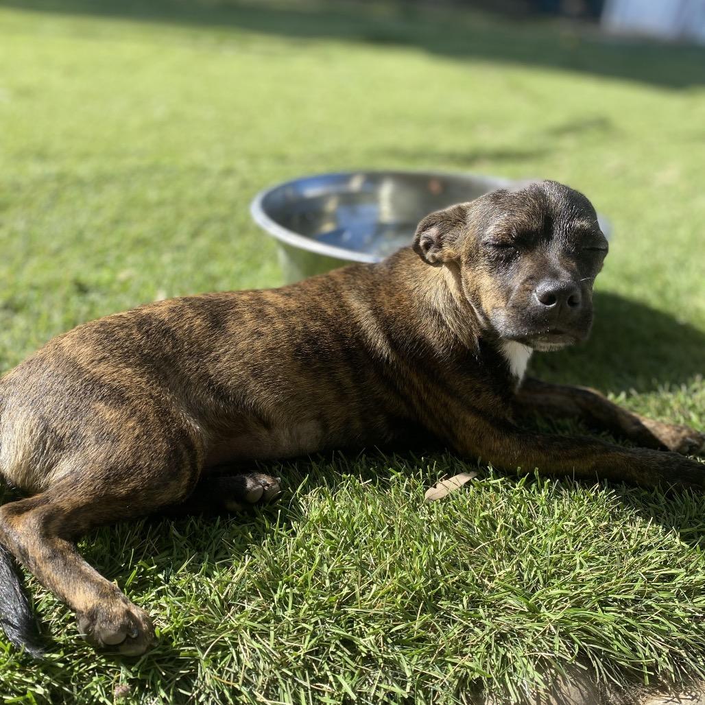 Beyonce, a Adoptable mixed breed in Escondido, CA image 4/6