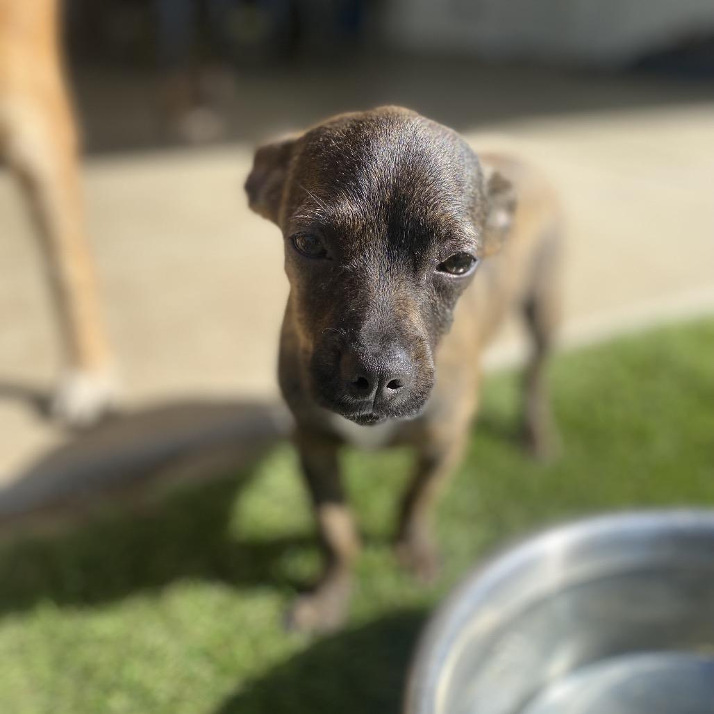 Beyonce, a Adoptable mixed breed in Escondido, CA image 5/6