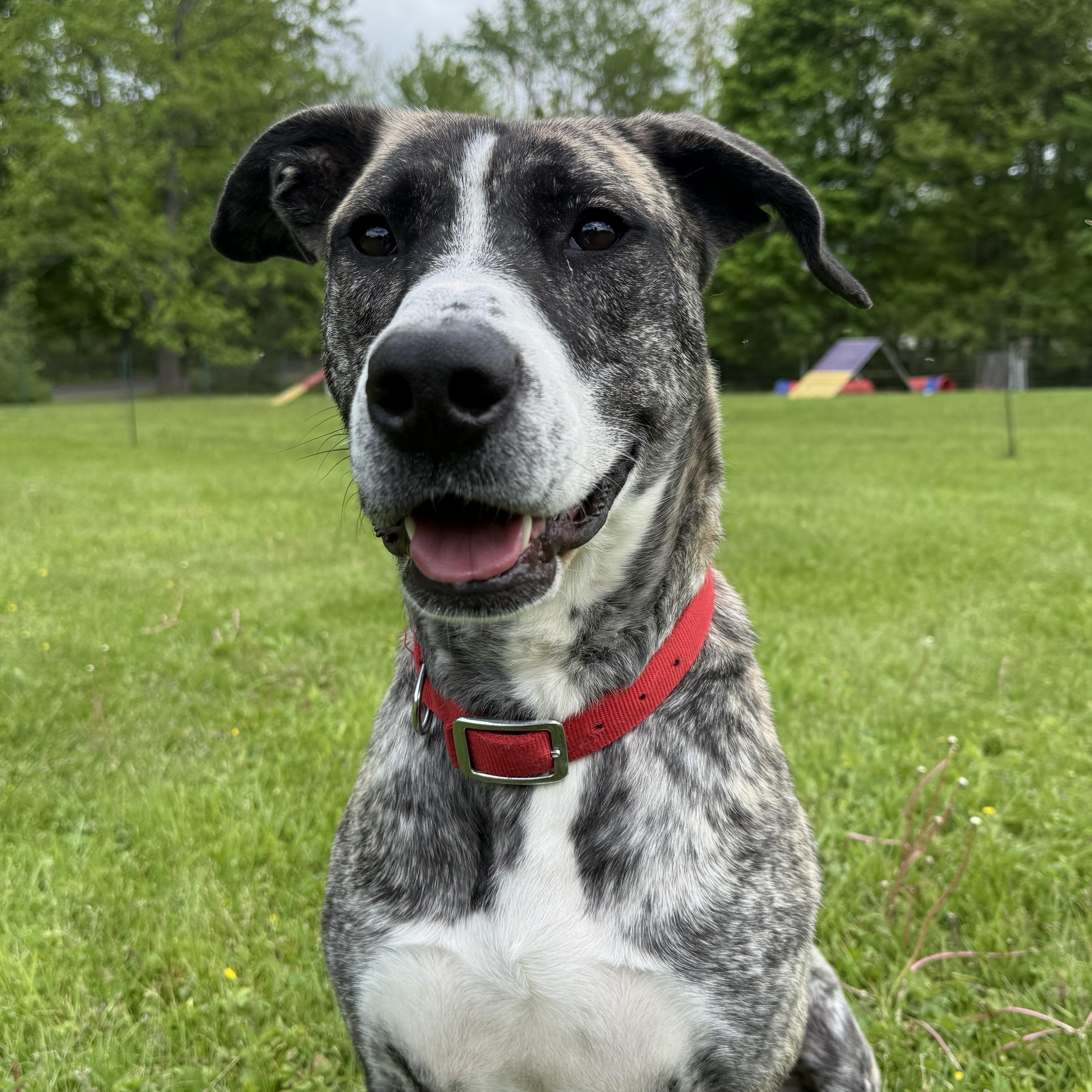 Enlarge Gillian, a Adoptable mixed breed in Accord, NY image 4/5
