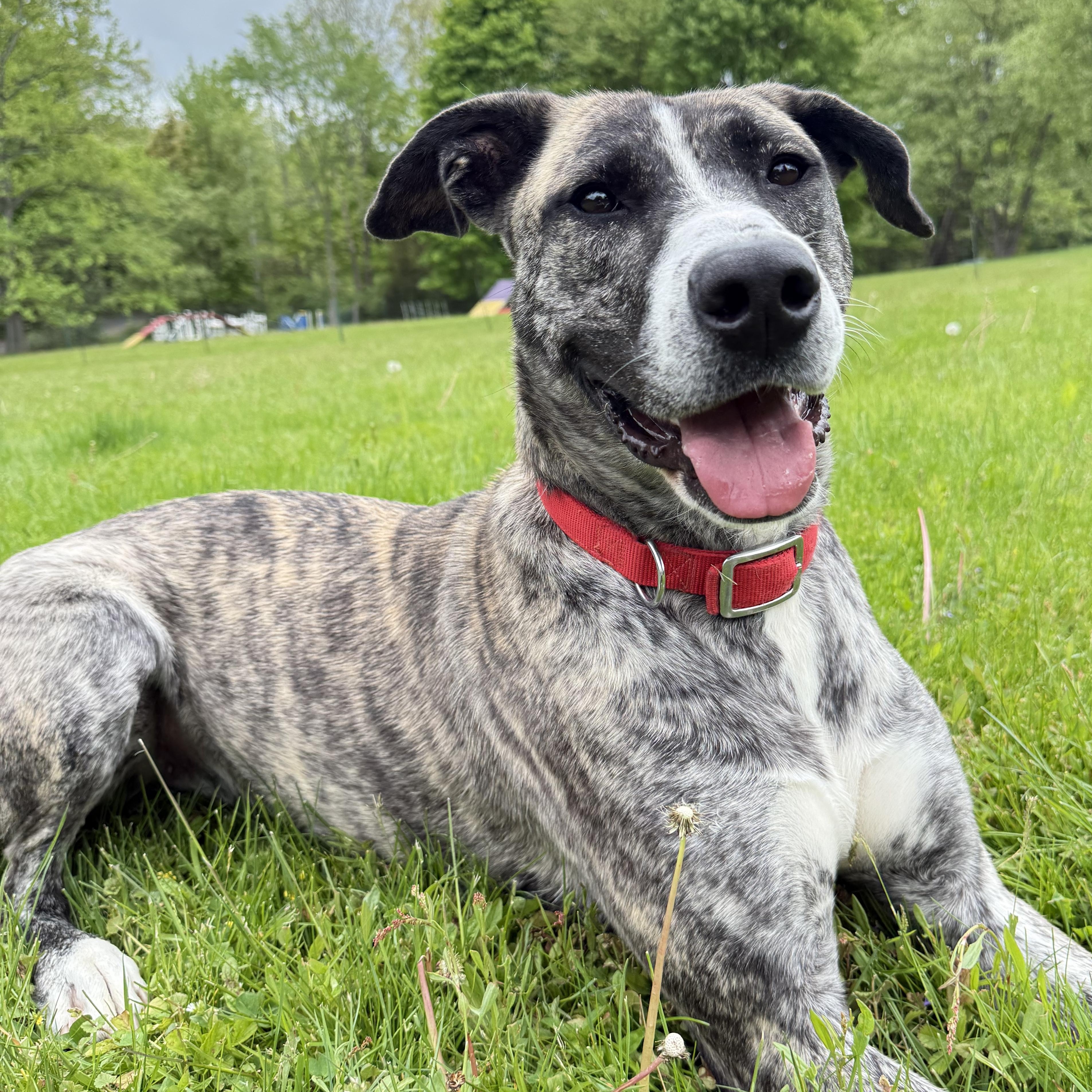 Enlarge Gillian, a Adoptable mixed breed in Accord, NY image 1/5