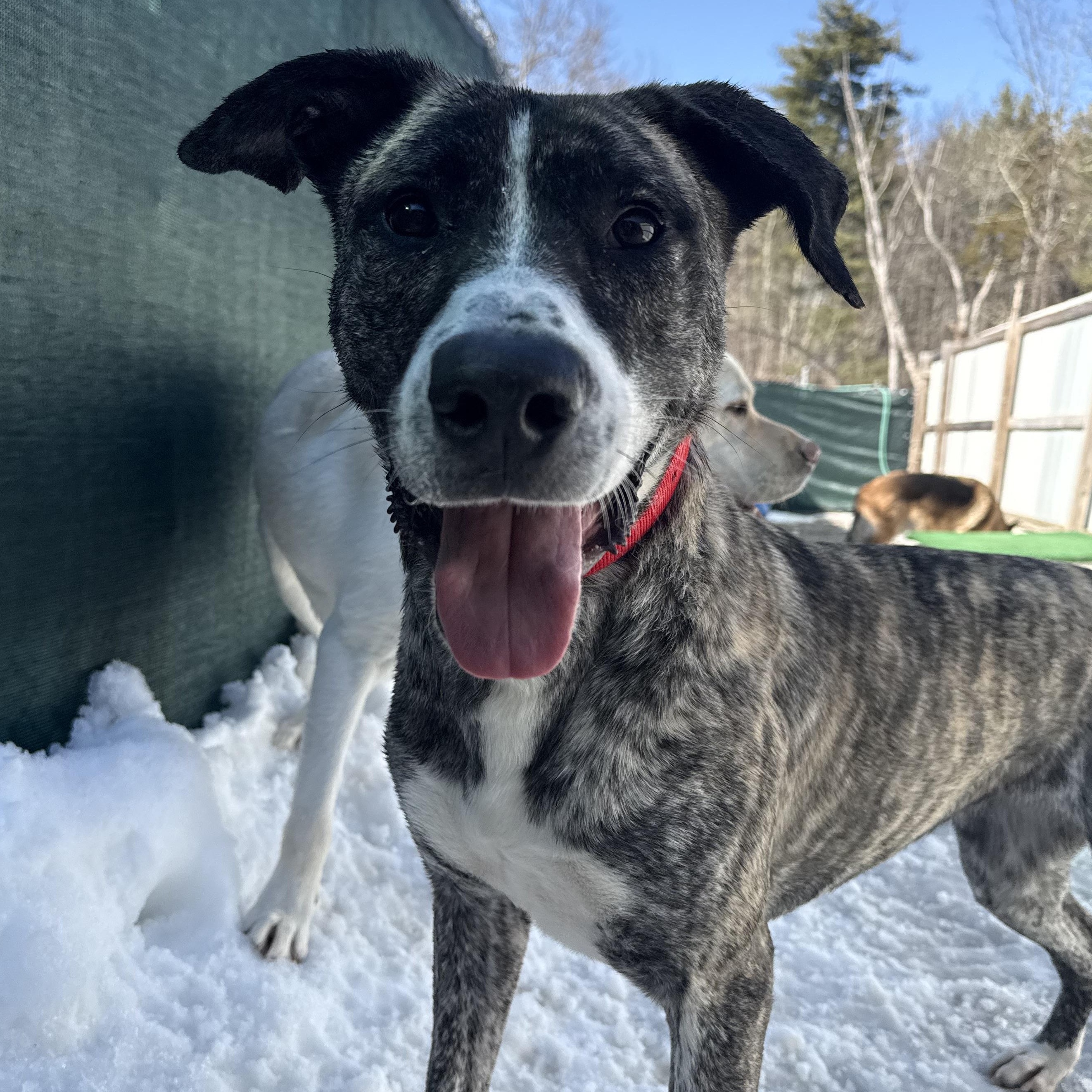 Enlarge Gillian, a Adoptable mixed breed in Accord, NY image 4/4