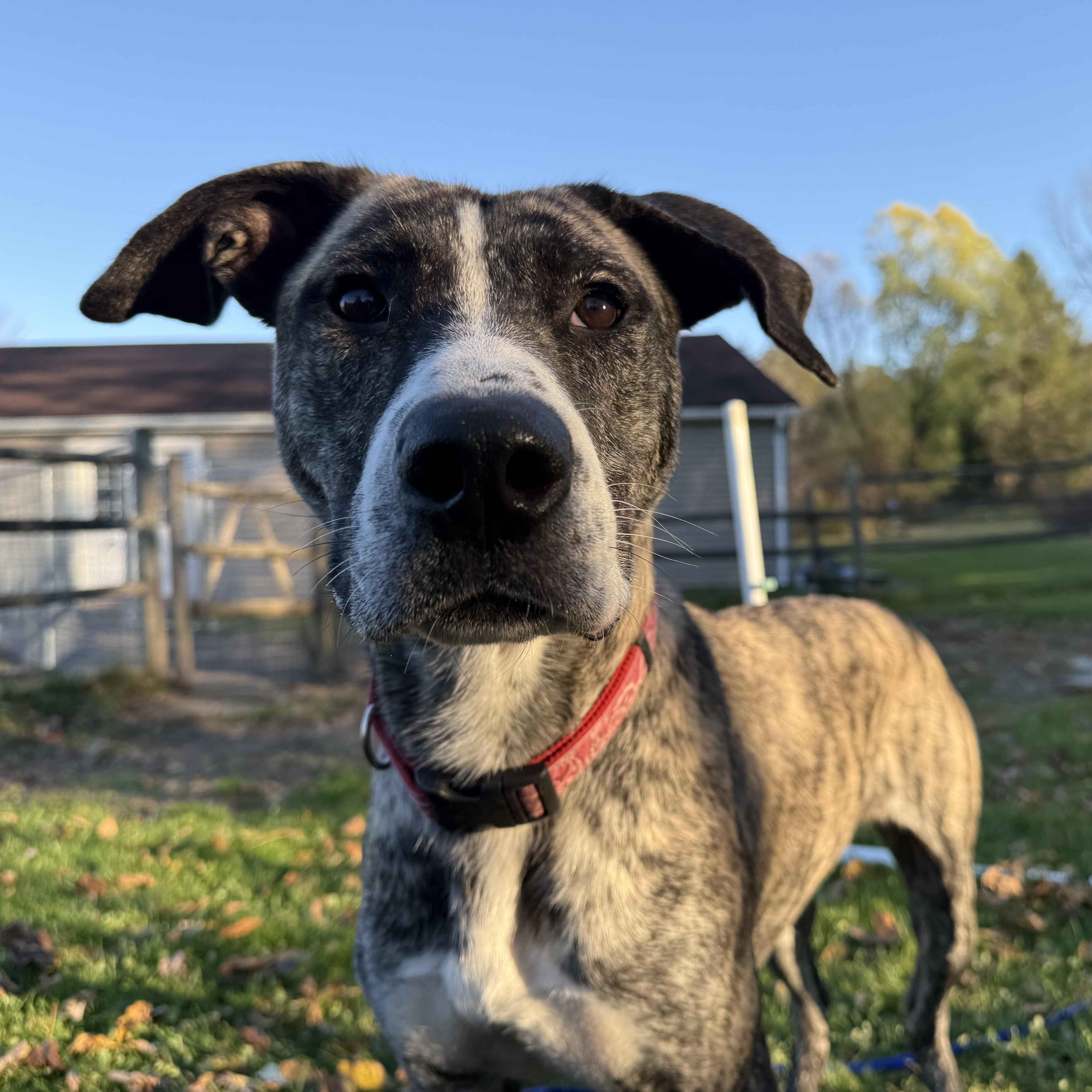 Enlarge Gillian, a Adoptable mixed breed in Accord, NY image 3/3