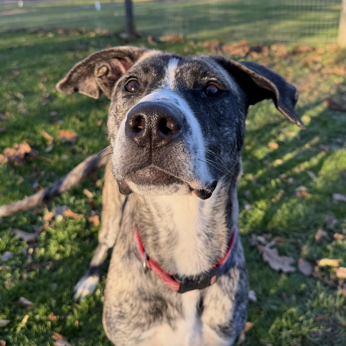 Enlarge Gillian, a Adoptable mixed breed in Accord, NY image 1/3