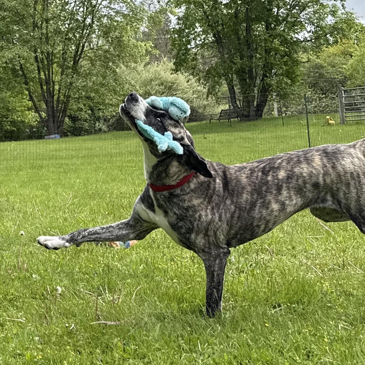 Enlarge Gillian, a Adoptable mixed breed in Accord, NY image 2/5