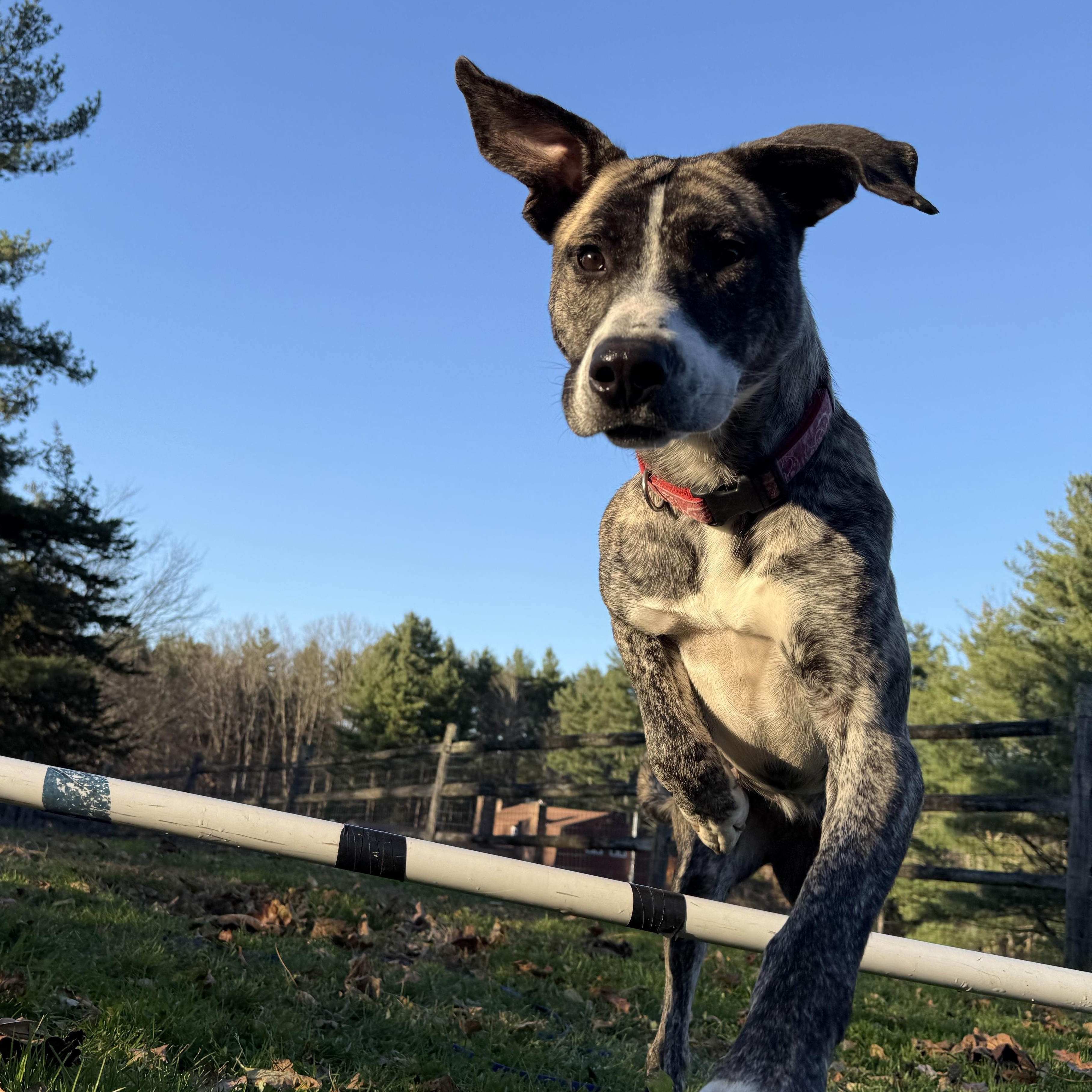 Enlarge Gillian, a Adoptable mixed breed in Accord, NY image 2/3