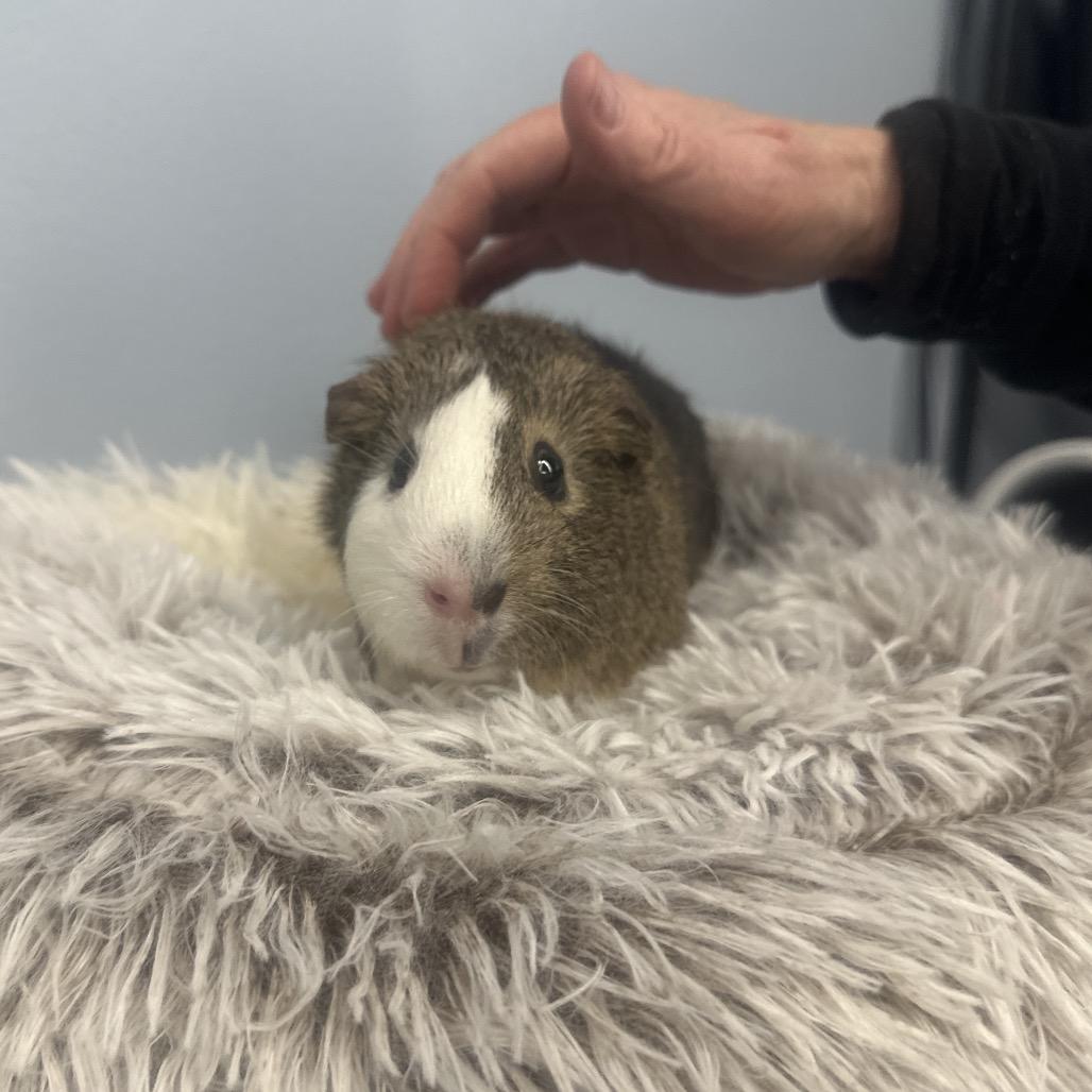 Enlarge Cheeseburger, a Adoptable Guinea Pig in Henderson, NV image 1/1