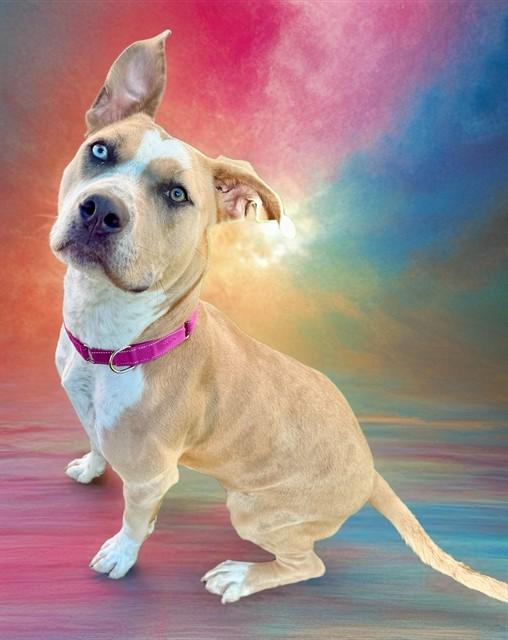 ASPEN, Adoptable, Young Female Catahoula Leopard Dog & Pit Bull Terrier.