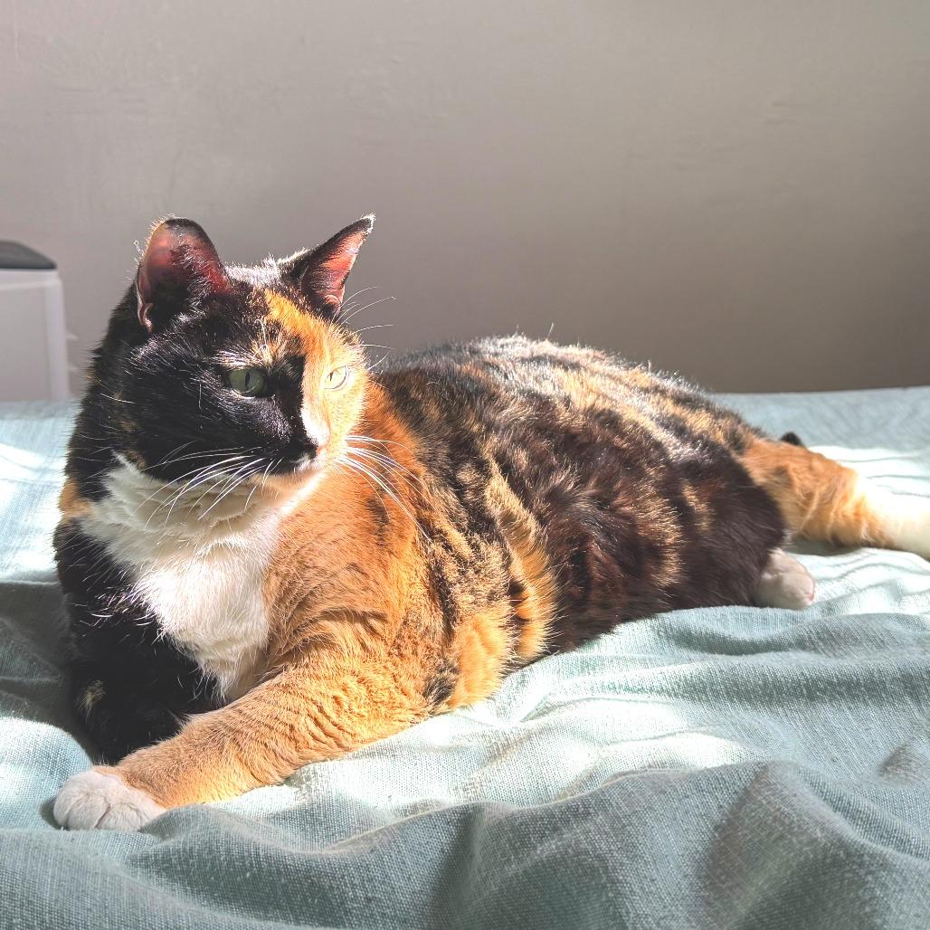 Mother of Dragons, a Adoptable Domestic Short Hair in New York, NY image 1/6