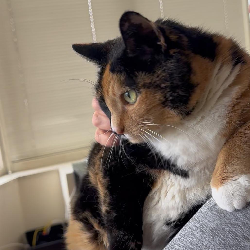 Mother of Dragons, Adoptable, Senior Female Domestic Short Hair.