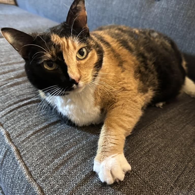 Mother of Dragons, a Adoptable Domestic Short Hair in New York, NY image 3/6