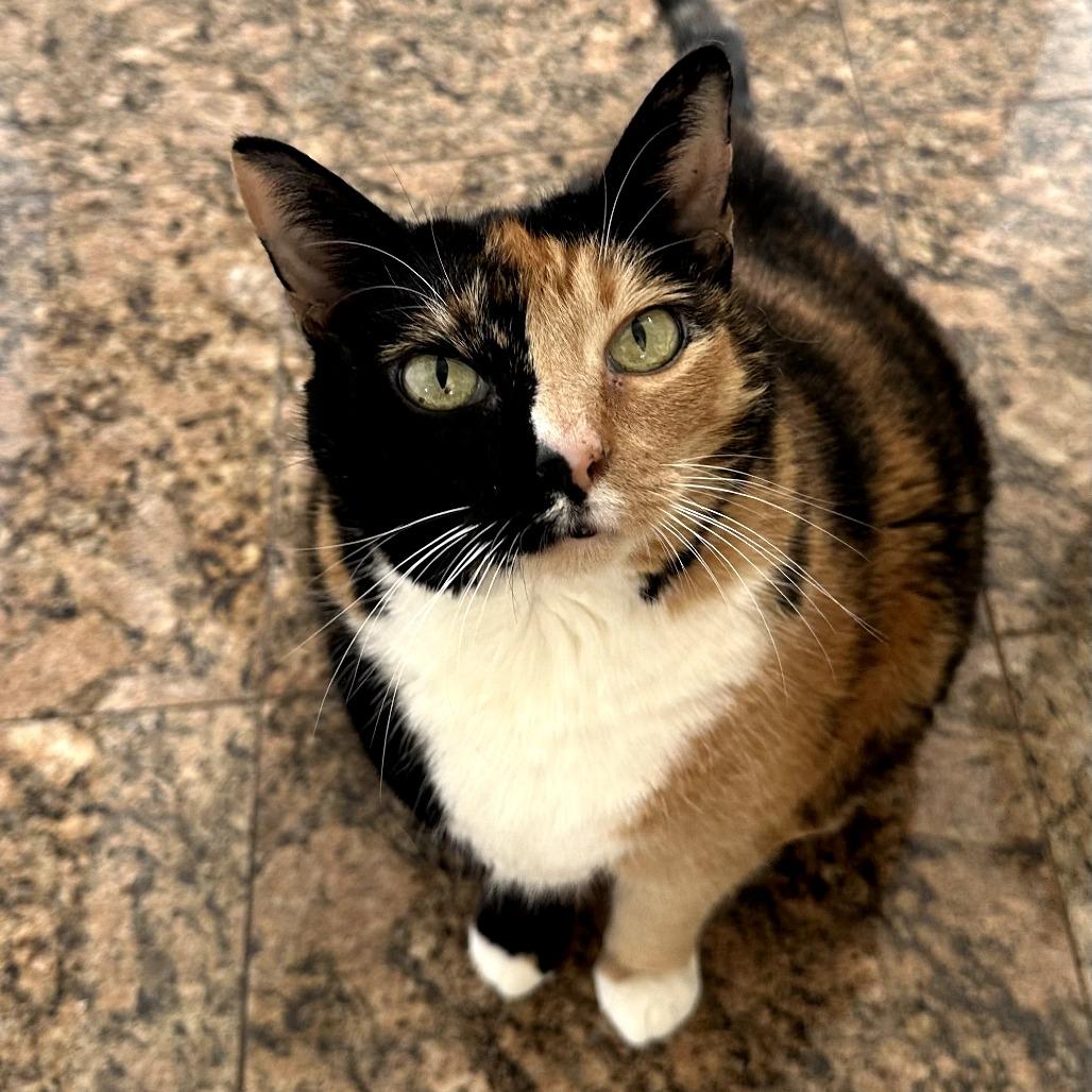 Mother of Dragons, a Adoptable Domestic Short Hair in New York, NY image 5/6