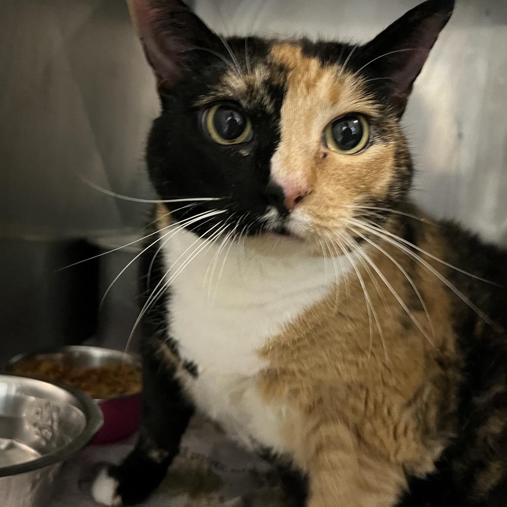 Mother of Dragons, a Adoptable Domestic Short Hair in New York, NY image 6/6