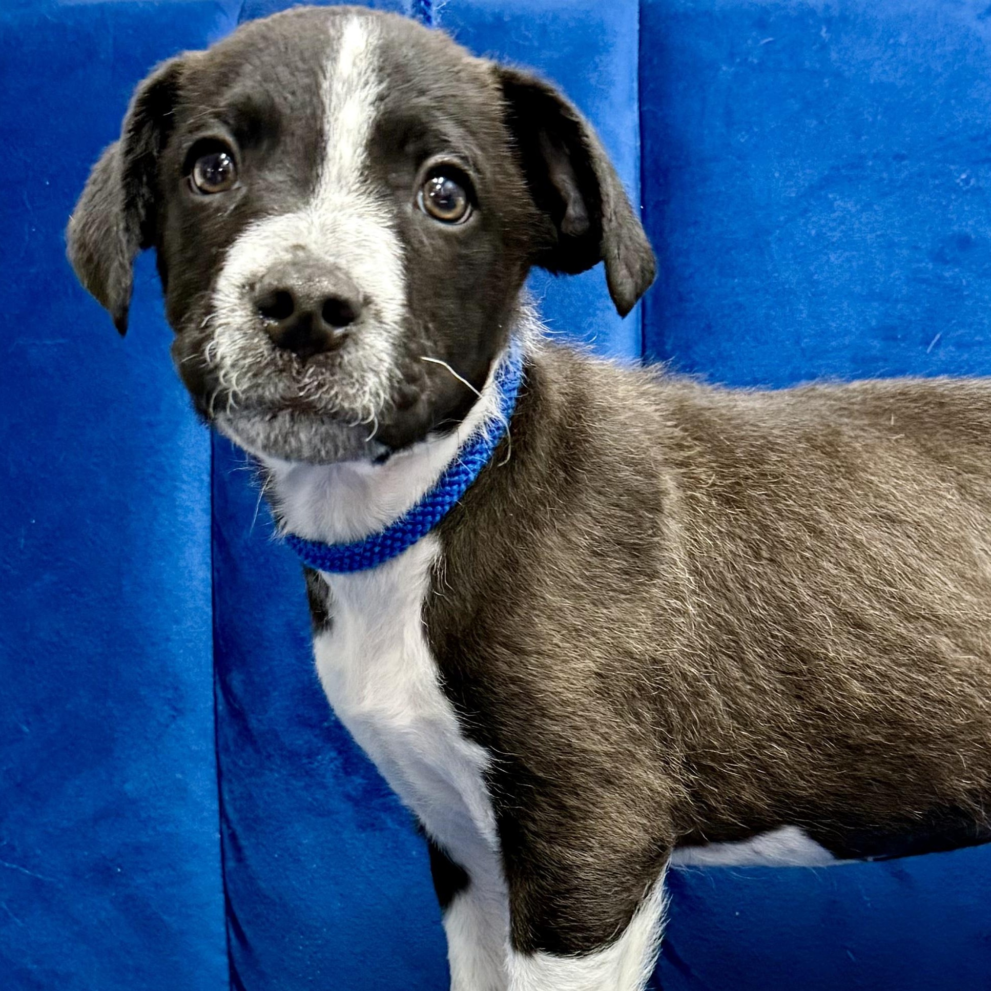 Fiddle, Baby Male Border Collie