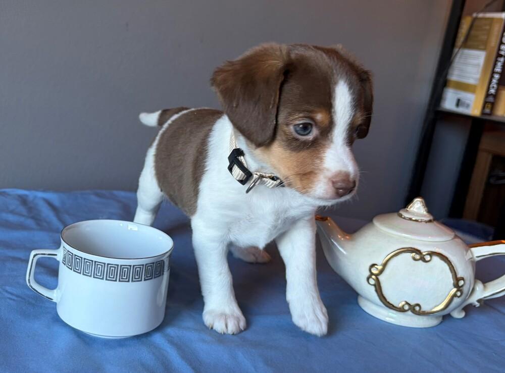 Chamomille - adoption pending, Adoptable, Puppy Female Beagle & Australian Shepherd.