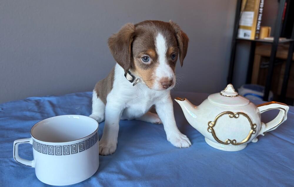 Enlarge Chamomille - adoption pending, a Adoptable mixed breed in Shawnee Mission, KS image 2/3