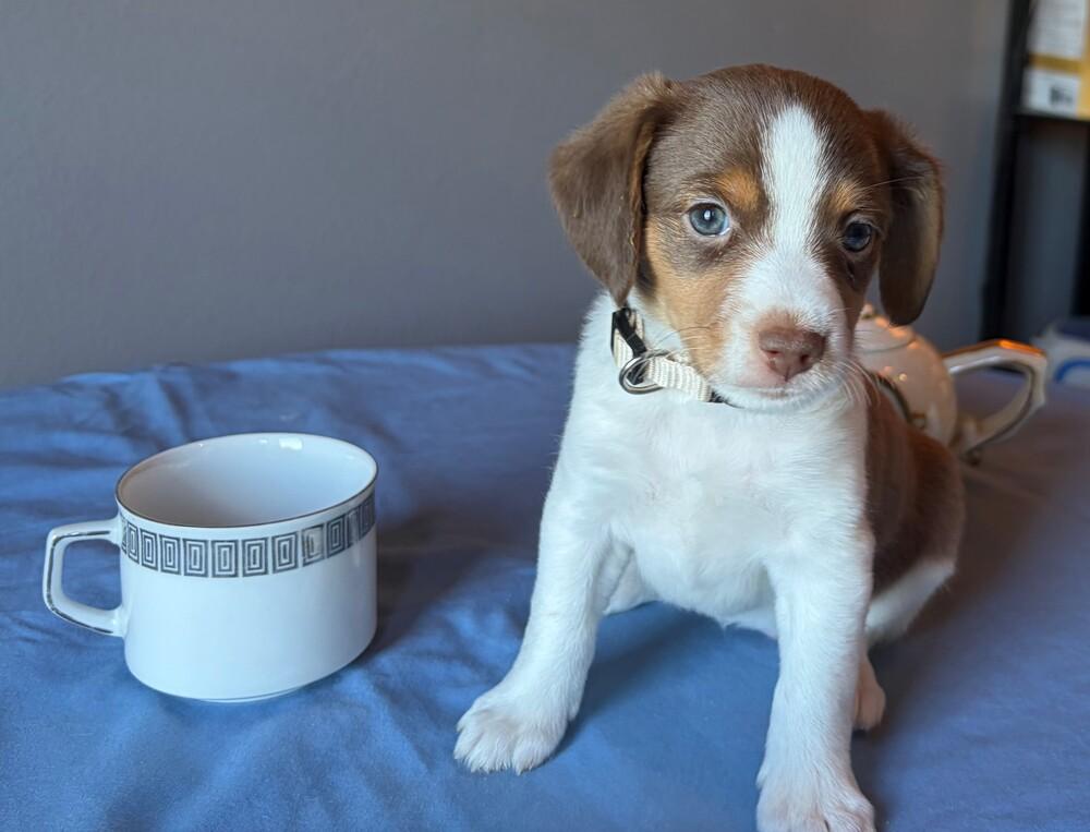 Enlarge Chamomille - adoption pending, a Adoptable mixed breed in Shawnee Mission, KS image 3/3