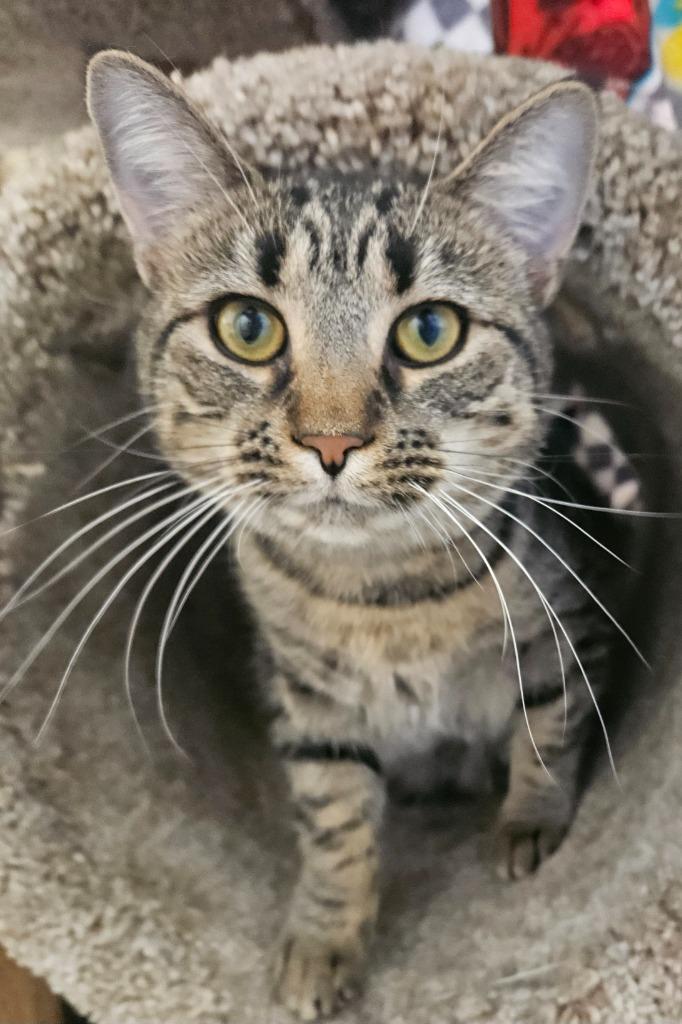 Rogue — thumbnail 2