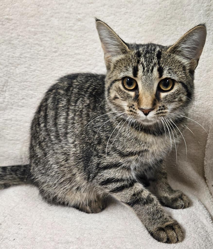 Rogue — thumbnail 3