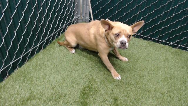 QUESO, Adoptable, Young Female Pug & French Bulldog.