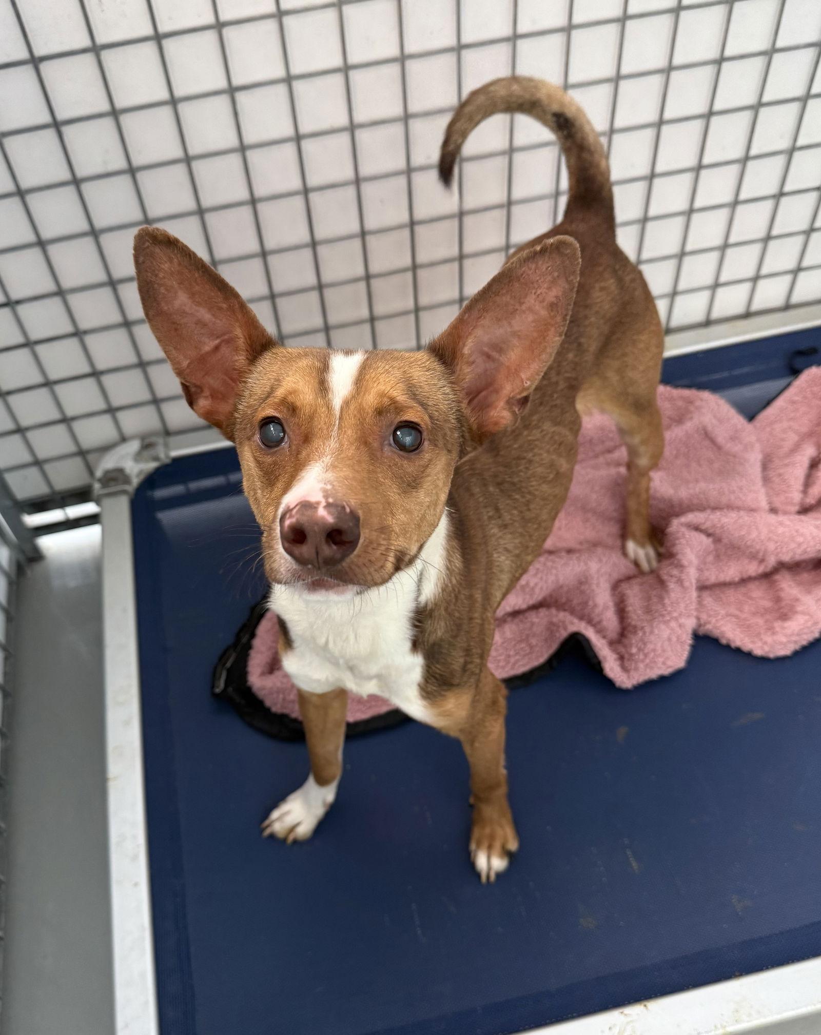 GIBLET, Adoptable, Adult Male Chihuahua.